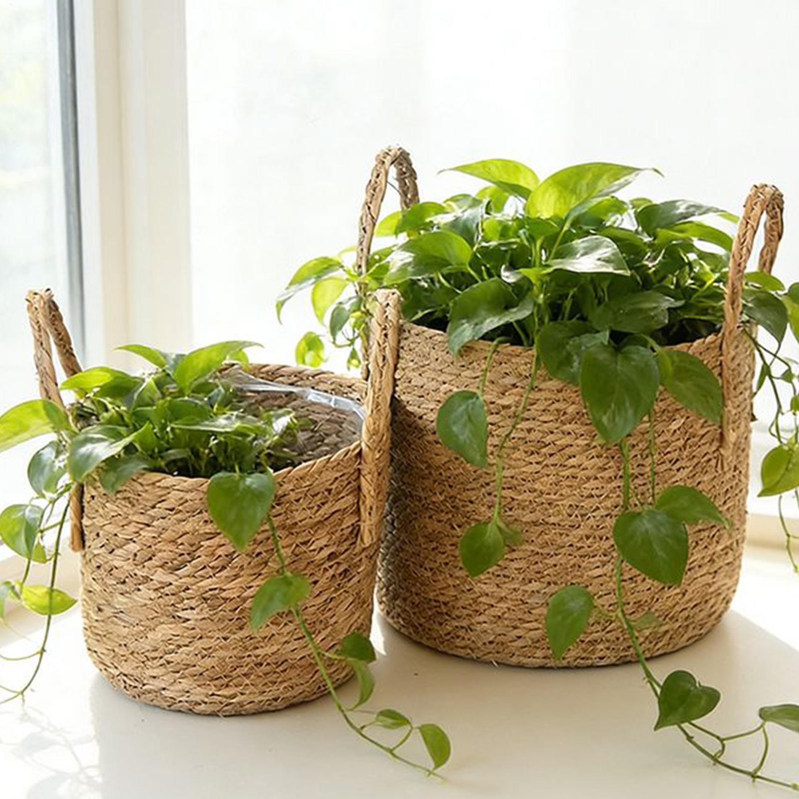Pilea Peperomioides - Planter Basket Straw Flowerpot Wicker Planter