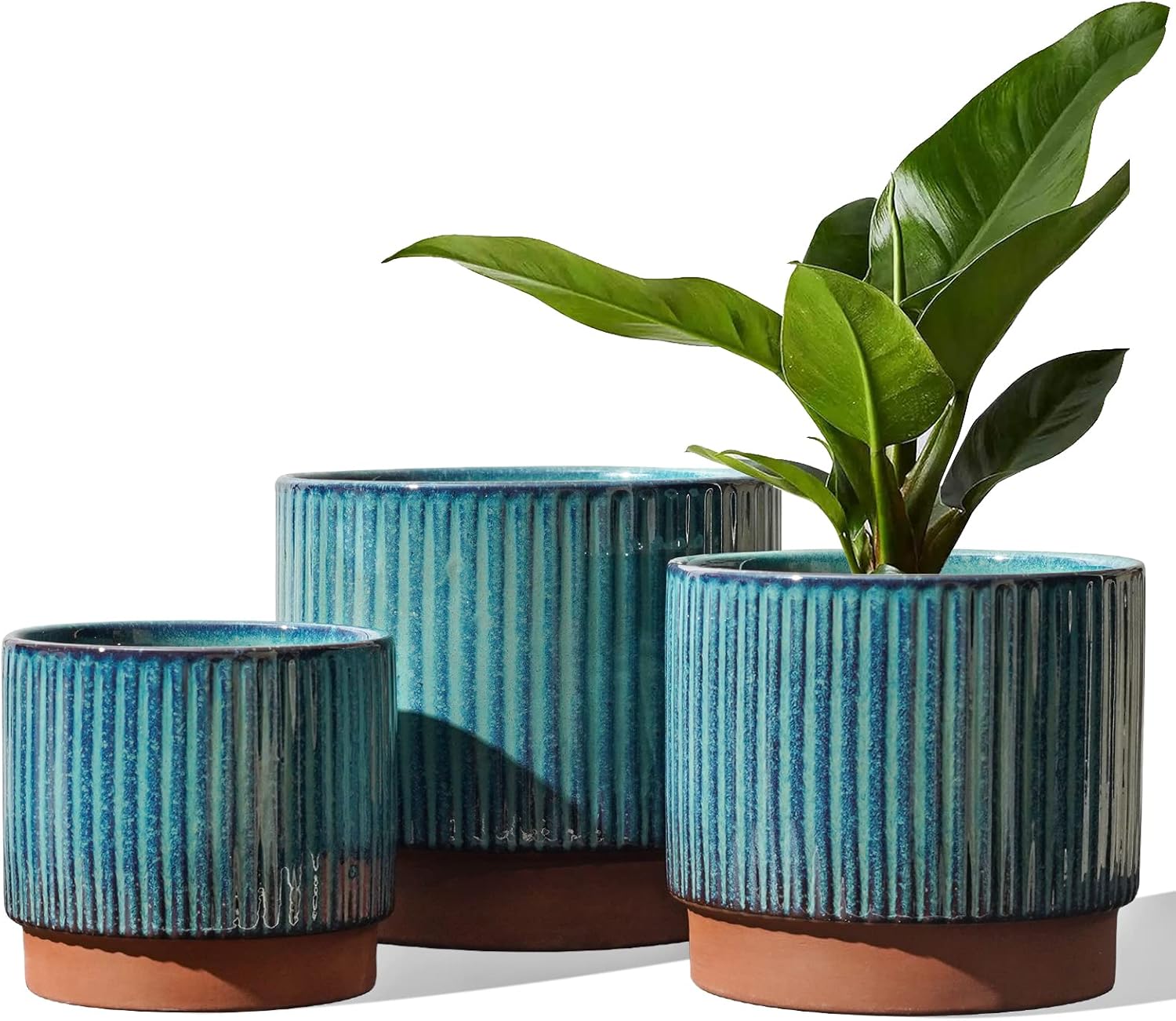 Set of 3 Ceramic Plant Pots wi - Aloe Vera Pot reseña y precio
