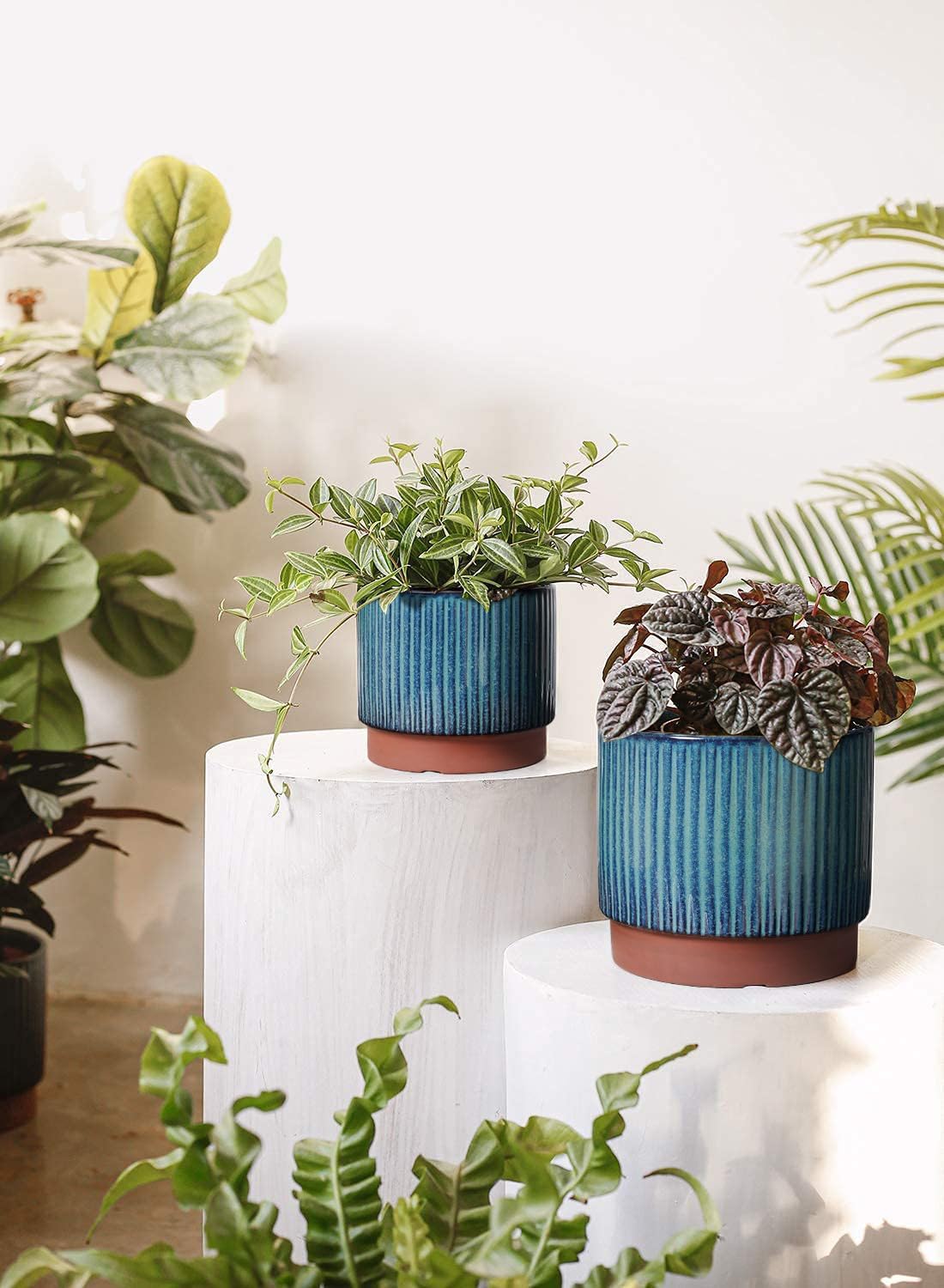 Set of 3 Ceramic Plant Pots wi - Aloe Vera Pot reseña y precio
