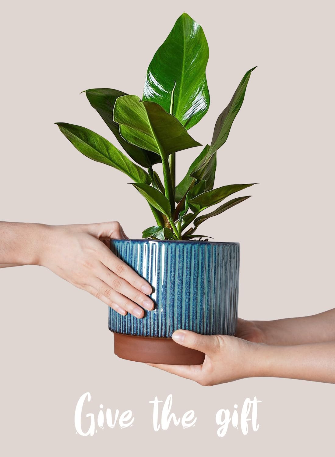Set of 3 Ceramic Plant Pots wi - Aloe Vera Pot reseña y precio