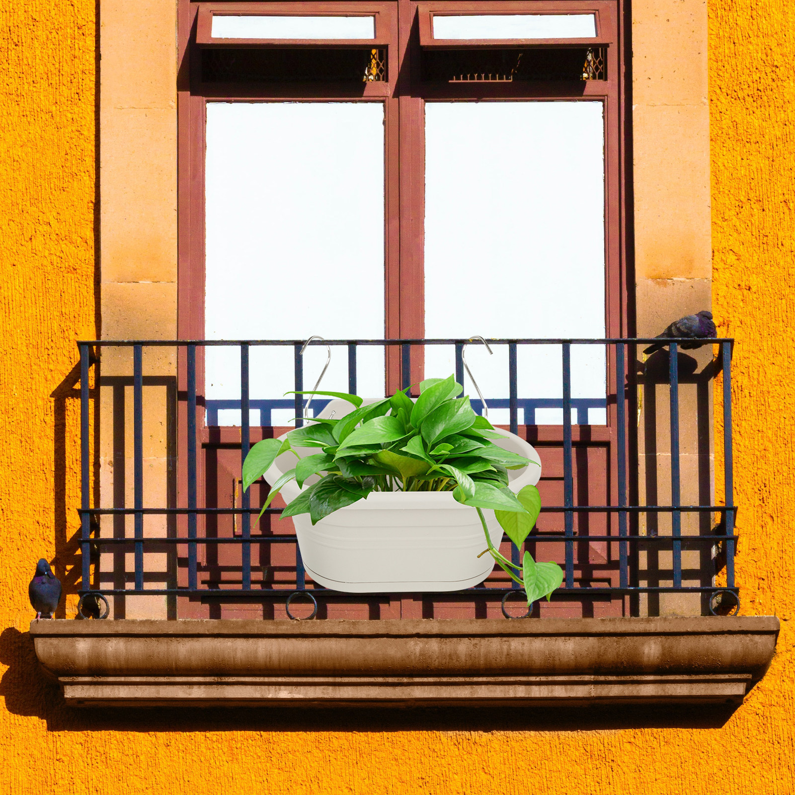 1Set Wall Hanging Flower Pot S - Spider Plant Hanging reseña y precio