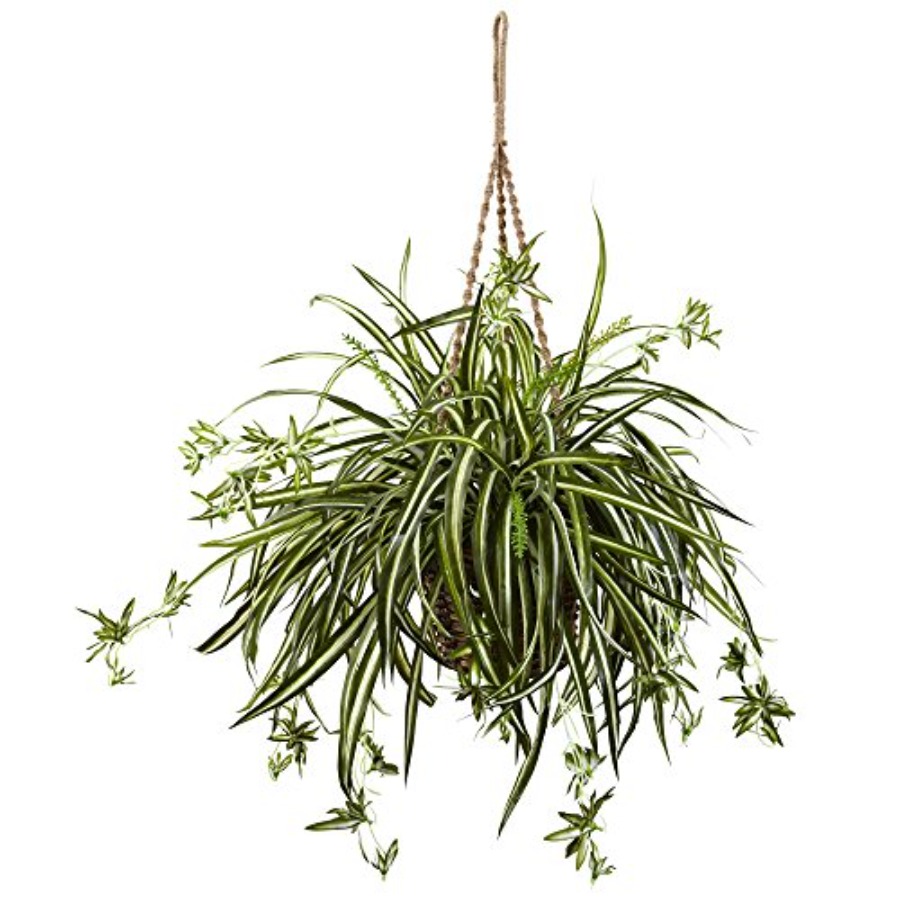 Spider Plant Hanging Basket fo - Spider Plant Hanging reseña y precio
