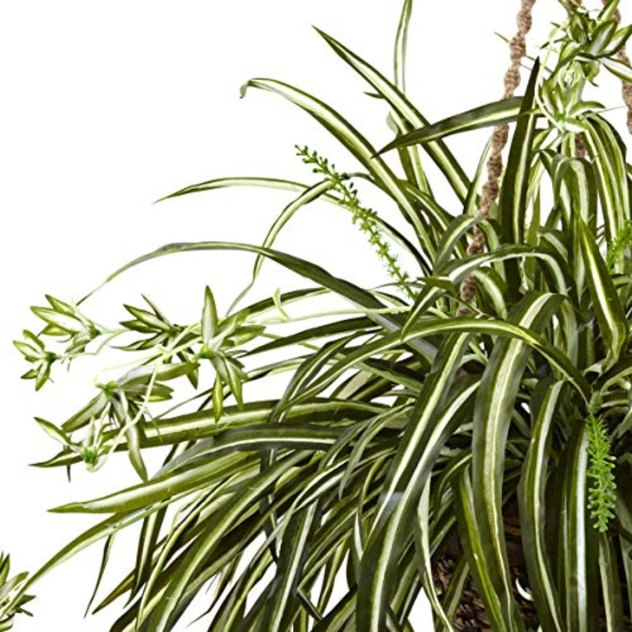 Spider Plant Hanging Basket fo - Spider Plant Hanging reseña y precio