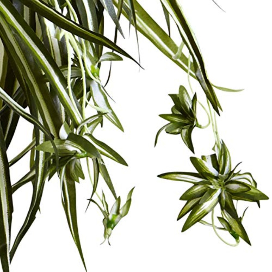 Spider Plant Hanging Basket fo - Spider Plant Hanging reseña y precio