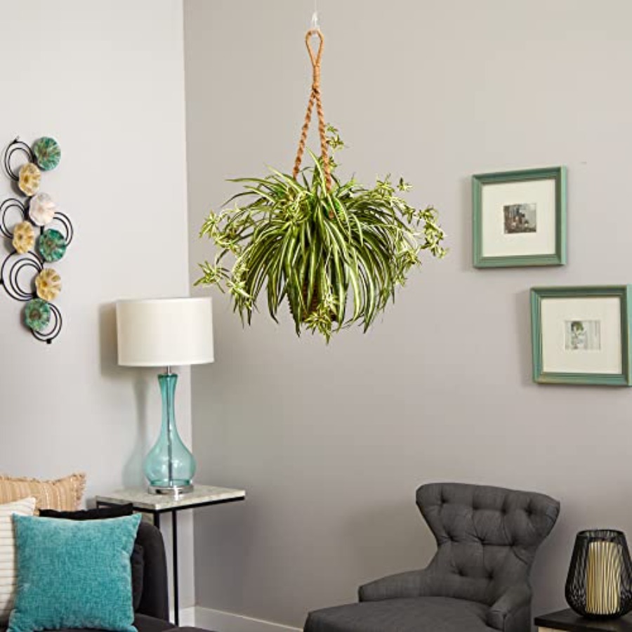 Spider Plant Hanging Basket fo - Spider Plant Hanging reseña y precio