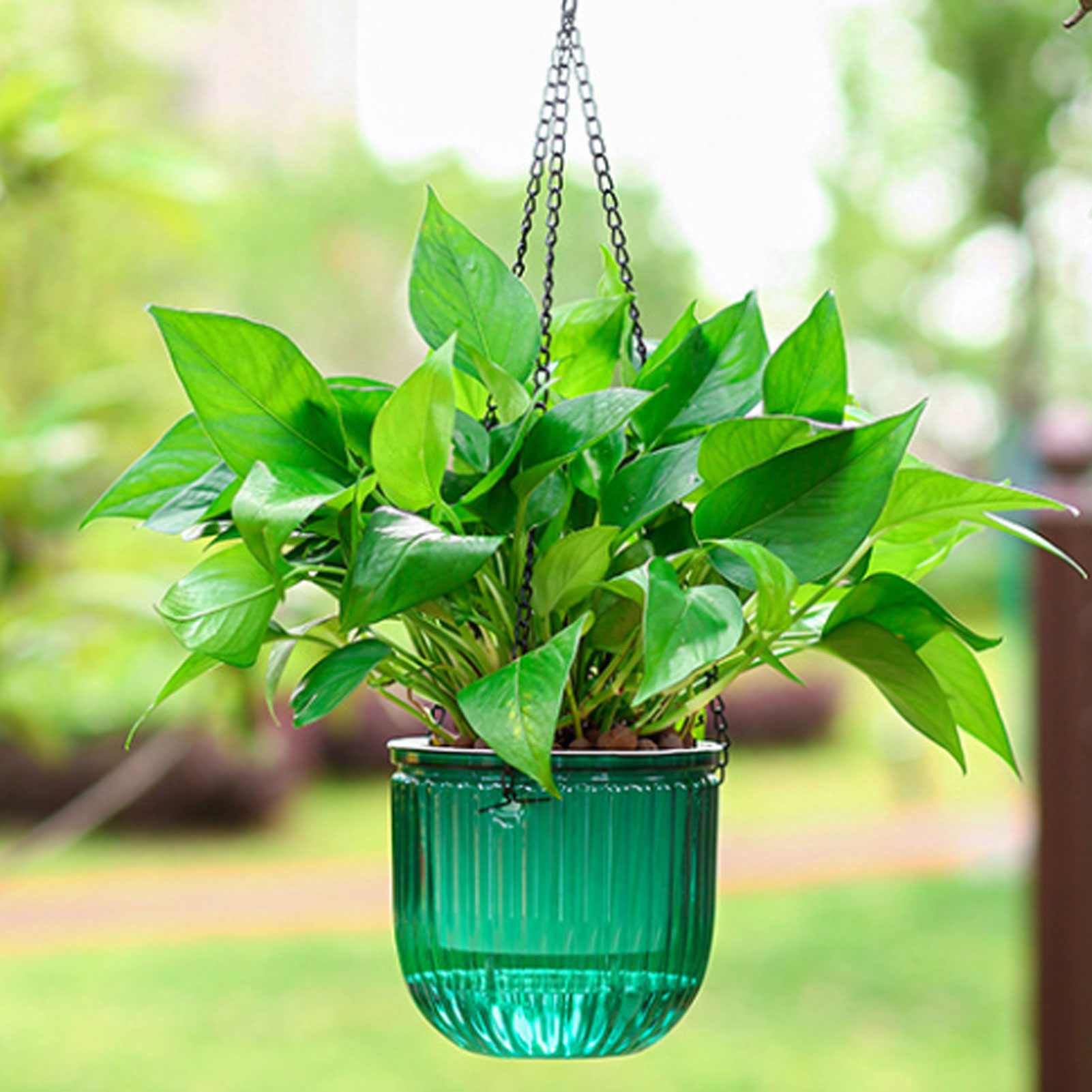 Automatic Self Watering Plant  - Spider Plant Hanging reseña y precio