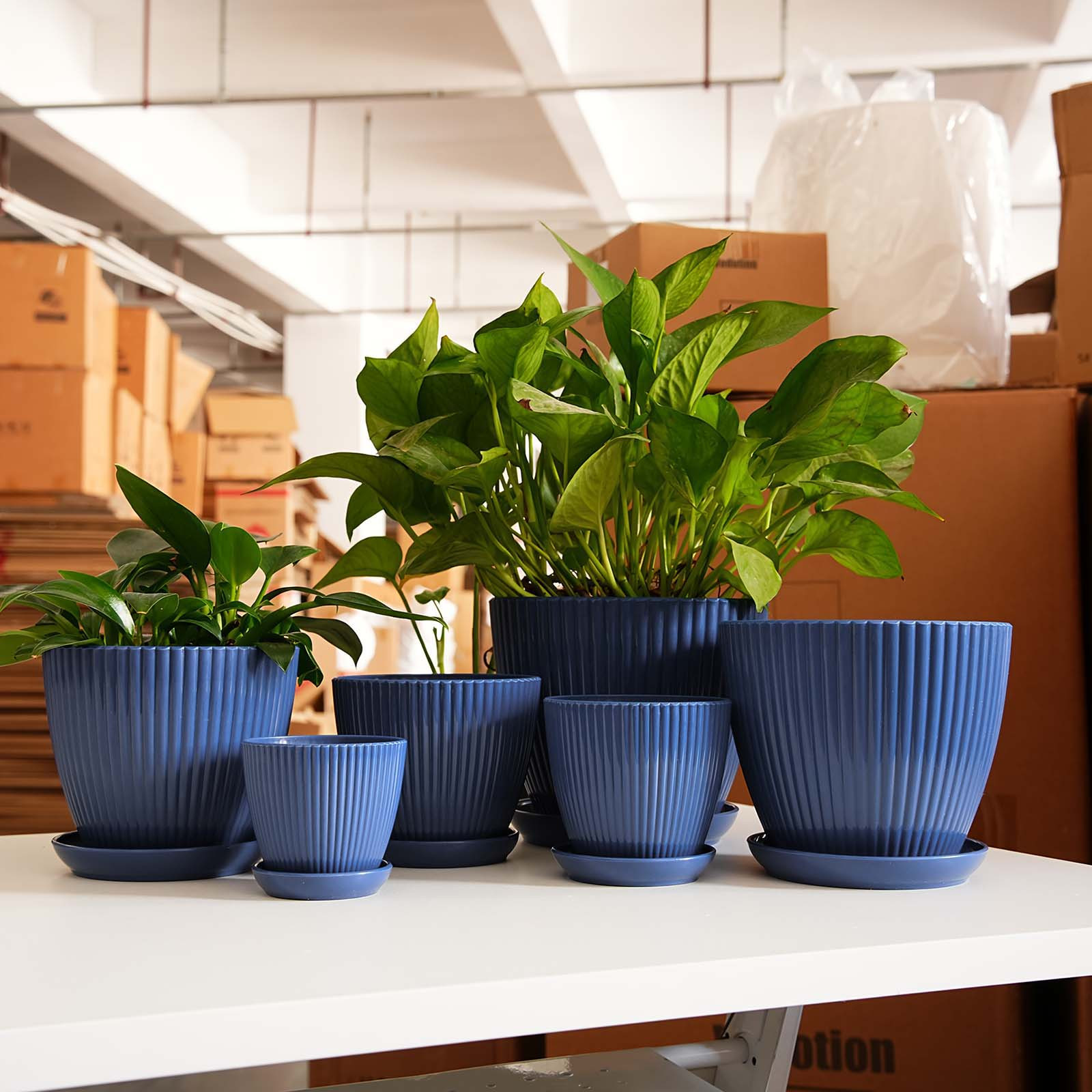 Vertical Striped Thickened Pla - Pilea Peperomioides reseña y precio