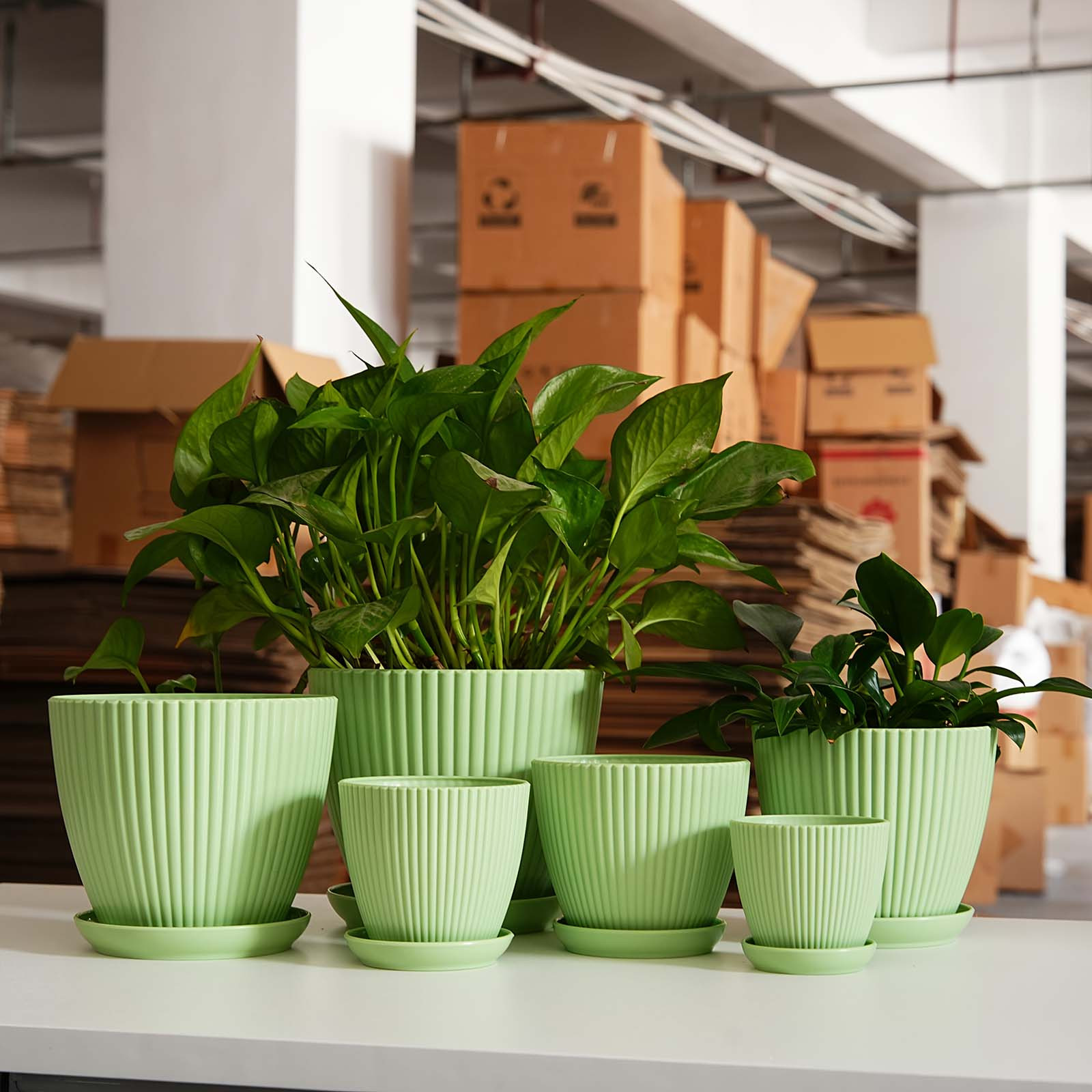 Vertical Striped Thickened Pla - Pilea Peperomioides reseña y precio
