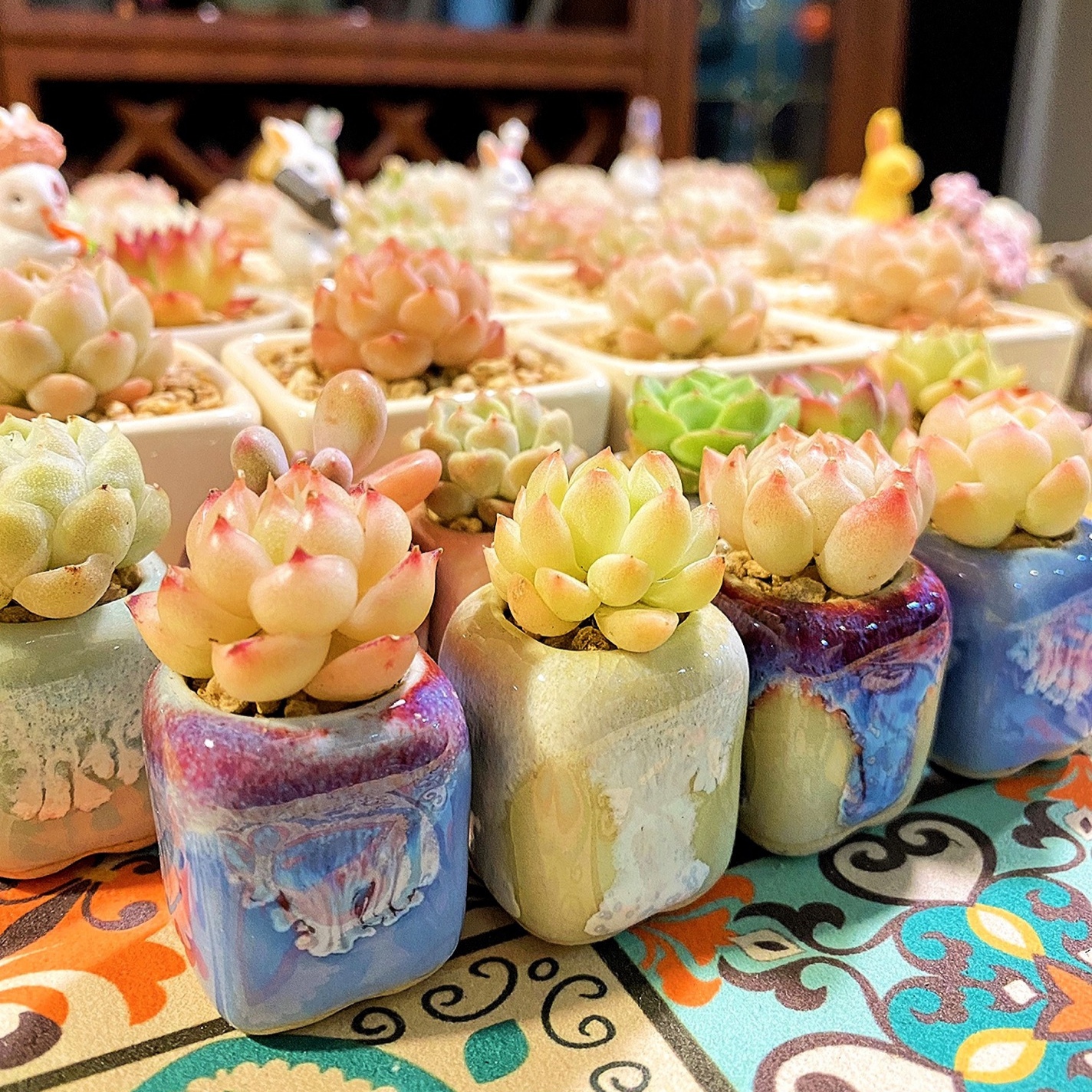 10Pcs Mini Ceramics Fowerpot M - Echeveria Succulent reseña y precio