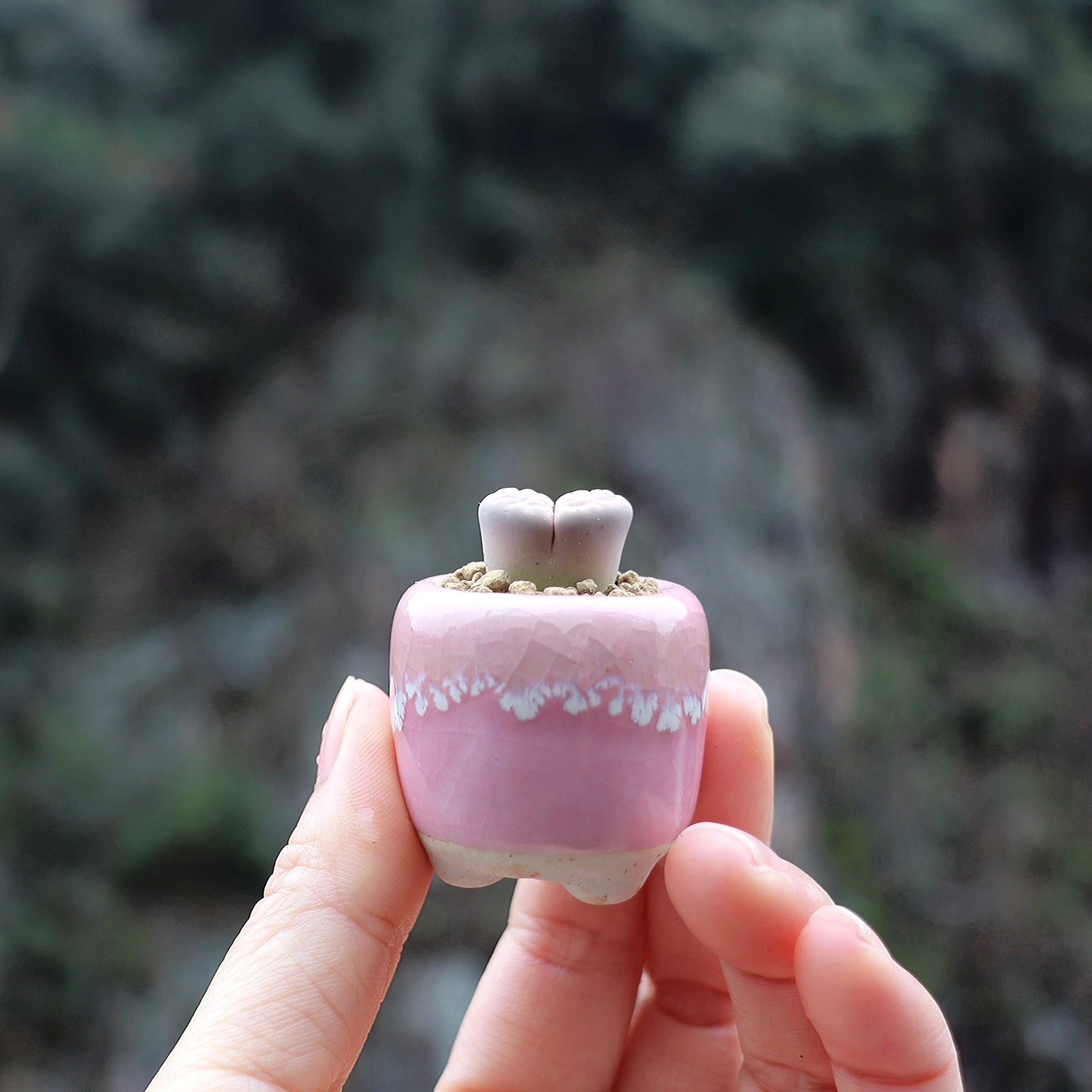 10Pcs Mini Ceramics Fowerpot M - Echeveria Succulent reseña y precio