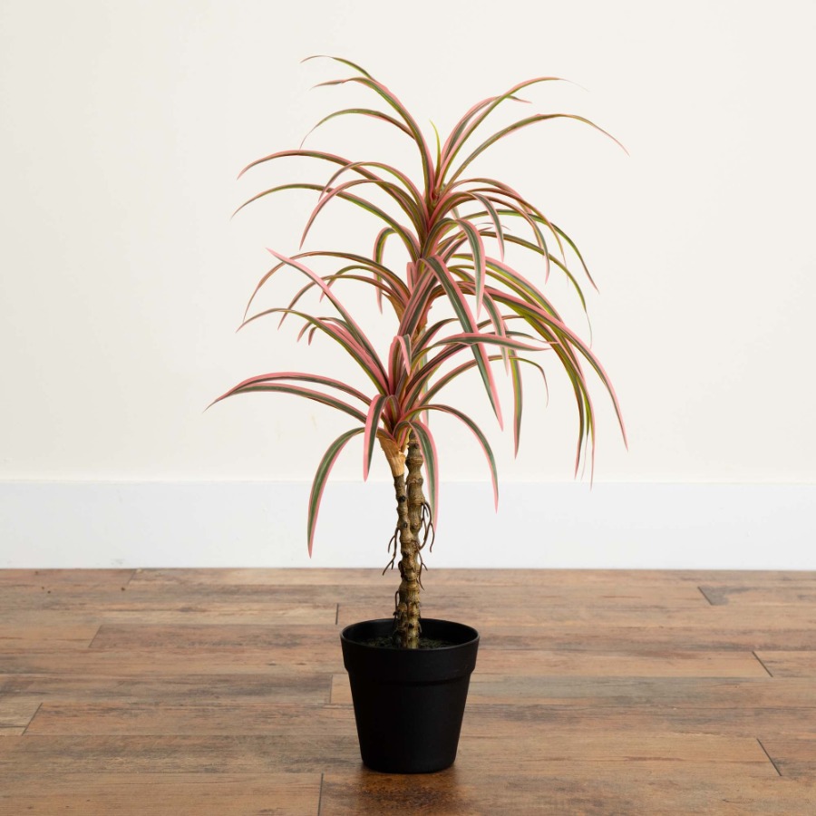 Dracaena Marginata Artificial  - Dracaena Marginata reseña y precio