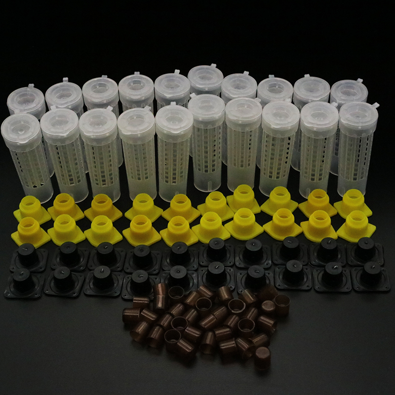1 Set Bees Tools Cages King Qu - Begonia Rex reseña y precio