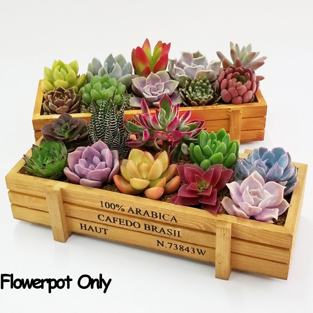 1 PC Tools Garden Decor Trough - Pilea Peperomioides reseña y precio