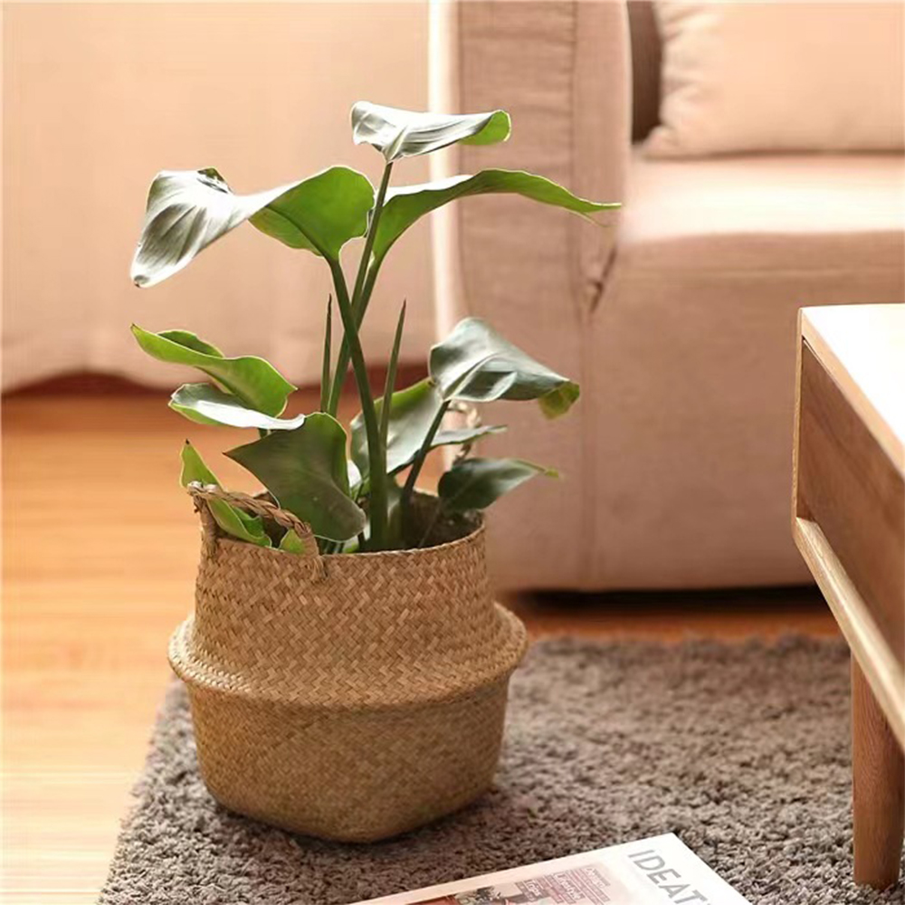 Plant Basket with Handles Wick - Aloe Vera Pot reseña y precio