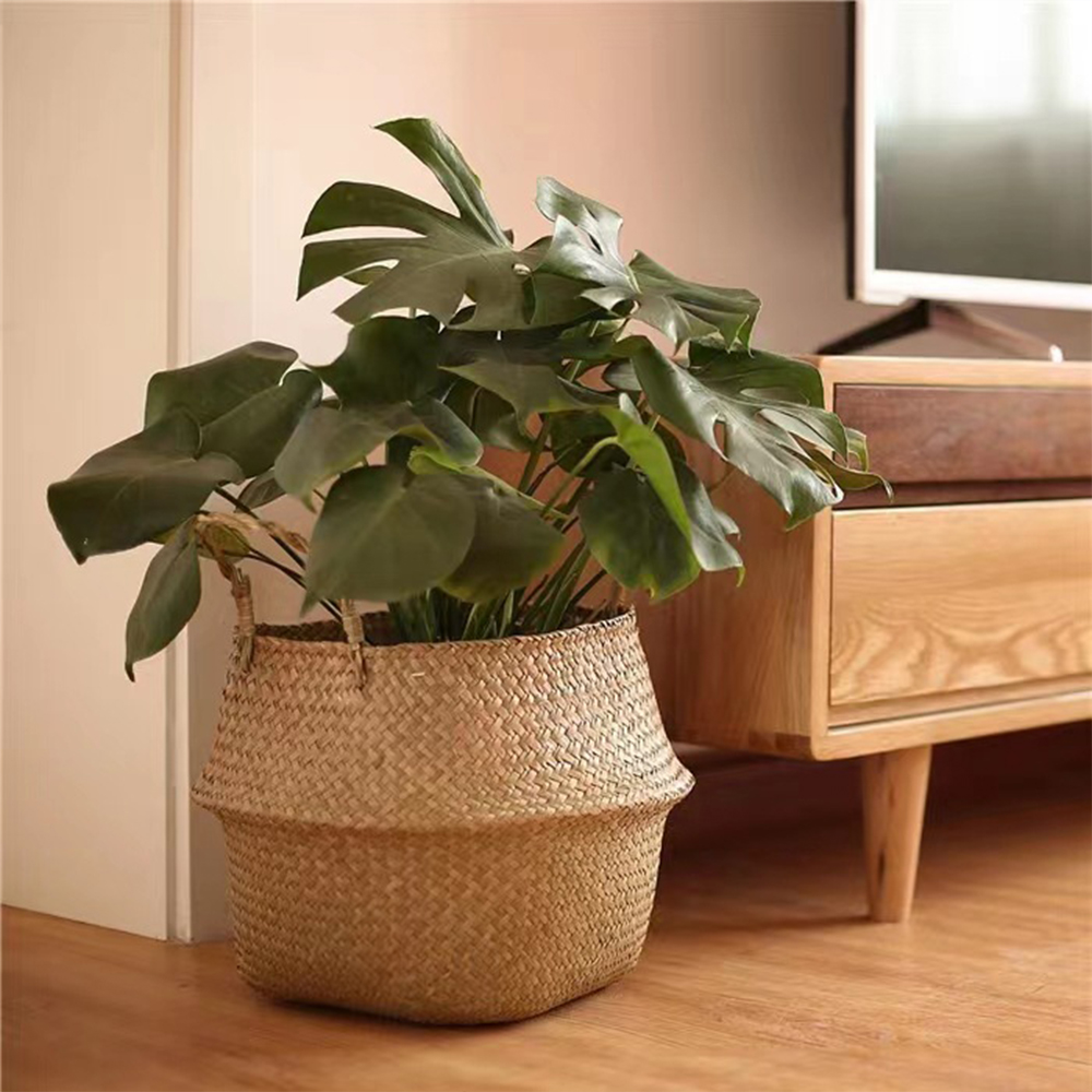 Plant Basket with Handles Wick - Aloe Vera Pot reseña y precio
