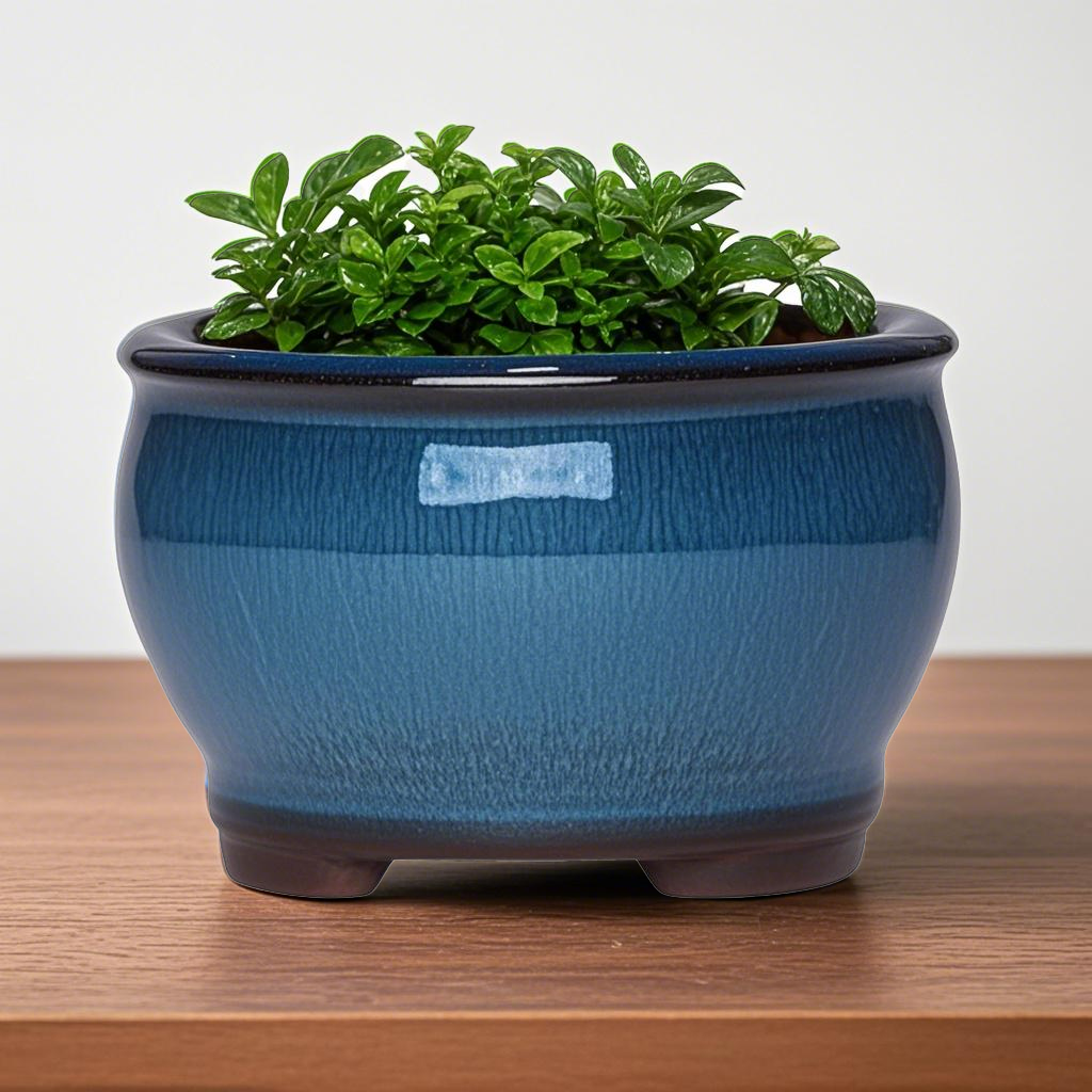 Ceramic Garden Planter Pots Ce - Pilea Peperomioides reseña y precio
