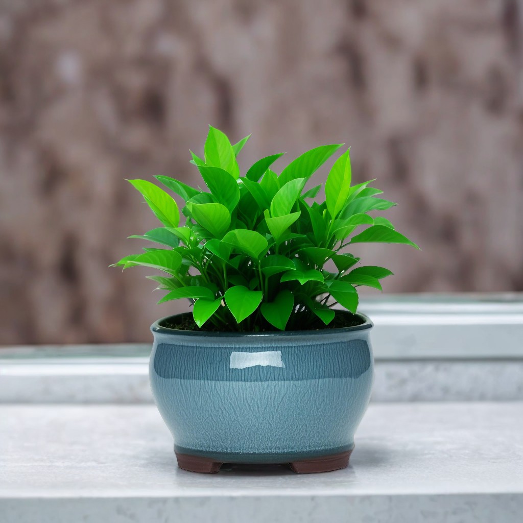 Ceramic Garden Planter Pots Ce - Pilea Peperomioides reseña y precio