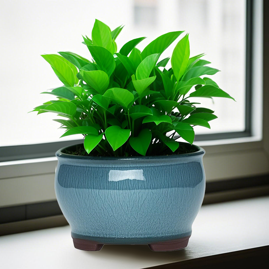 Ceramic Garden Planter Pots Ce - Pilea Peperomioides reseña y precio
