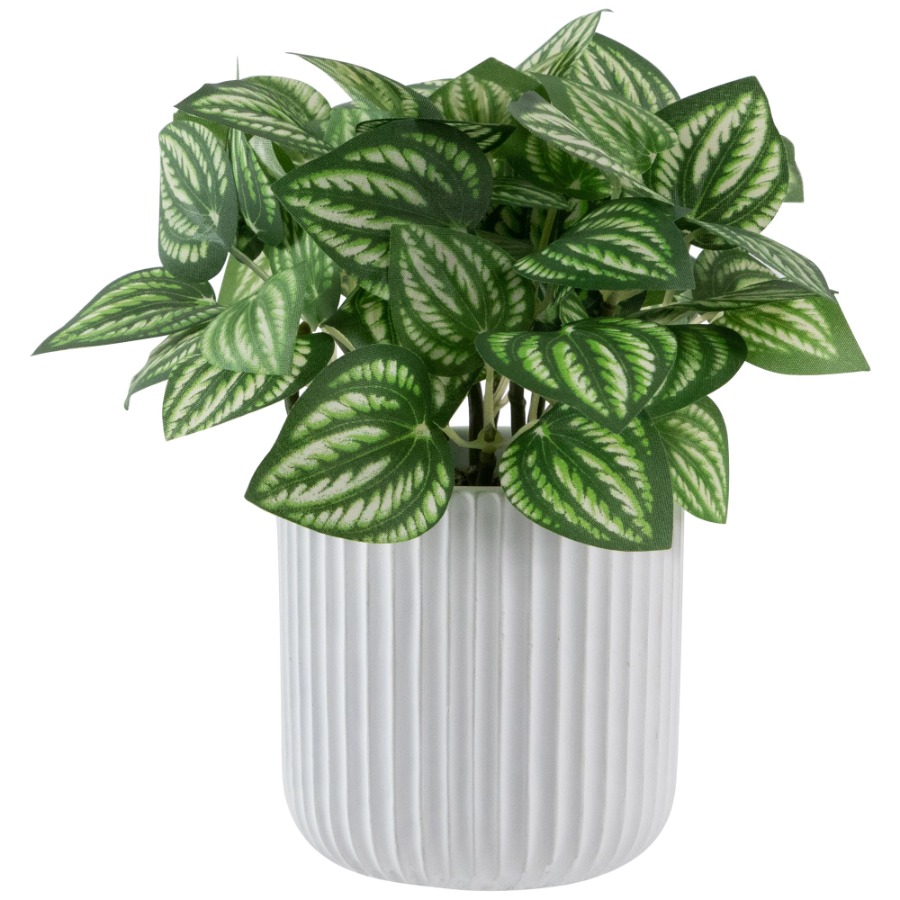 Artificial Watermelon Peperomi - Peperomia Watermelon reseña y precio