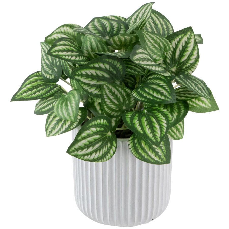 Artificial Watermelon Peperomi - Peperomia Watermelon reseña y precio