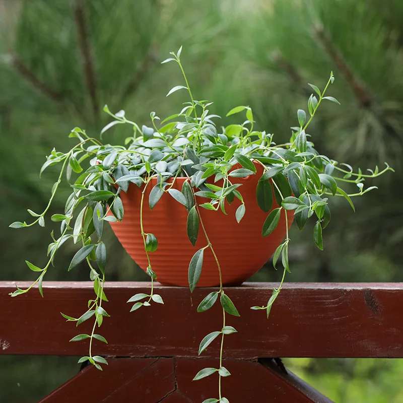 Plastic hanging basket flower  - Spider Plant Hanging reseña y precio